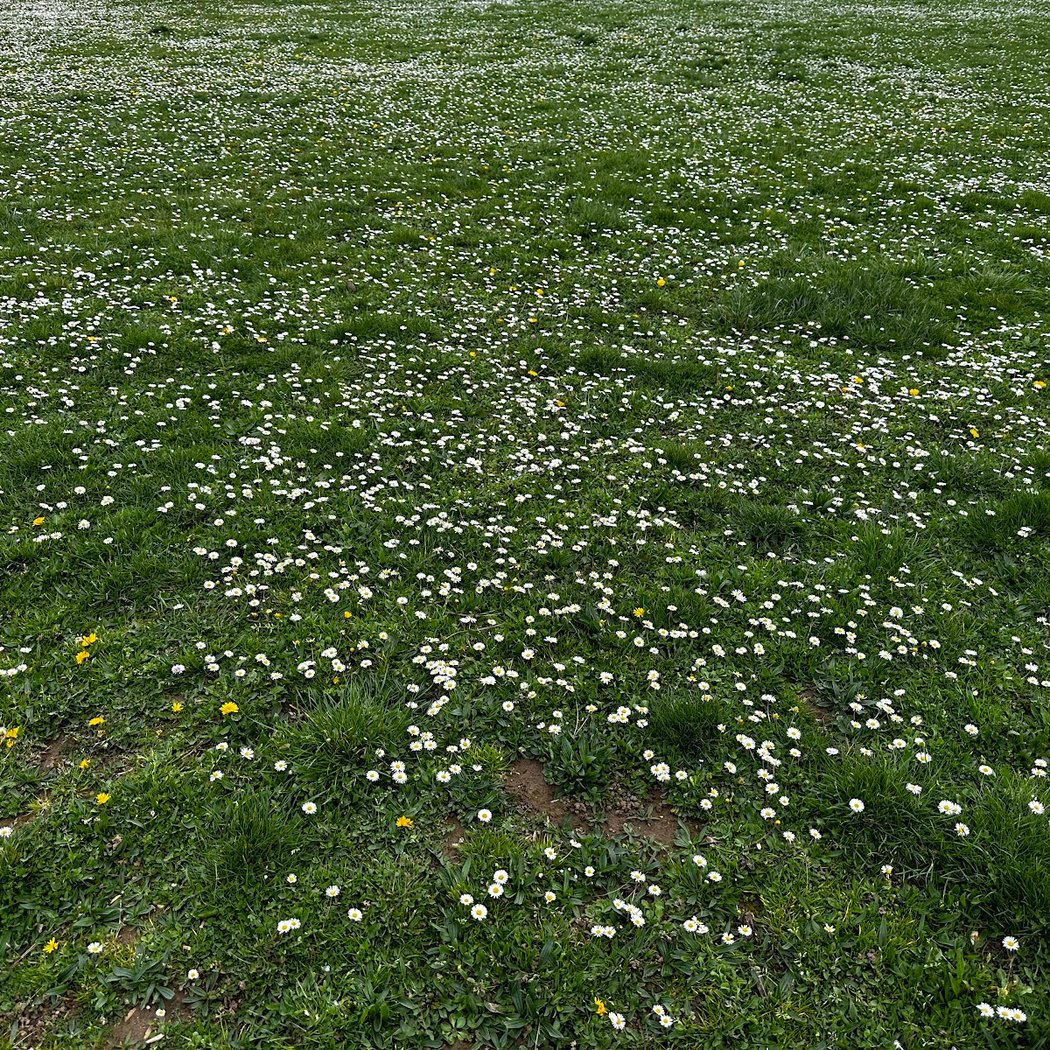 Parc du centre culturel Wladimir d’Ormesson 3